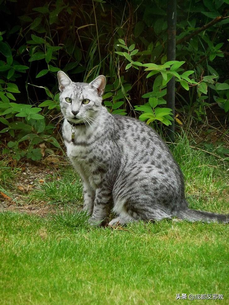 猫咪的所有种类(最全的猫品种)