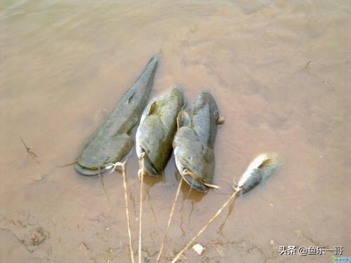 怎样钓鲶鱼__(野钓鲶鱼的六个技巧钓法详解)