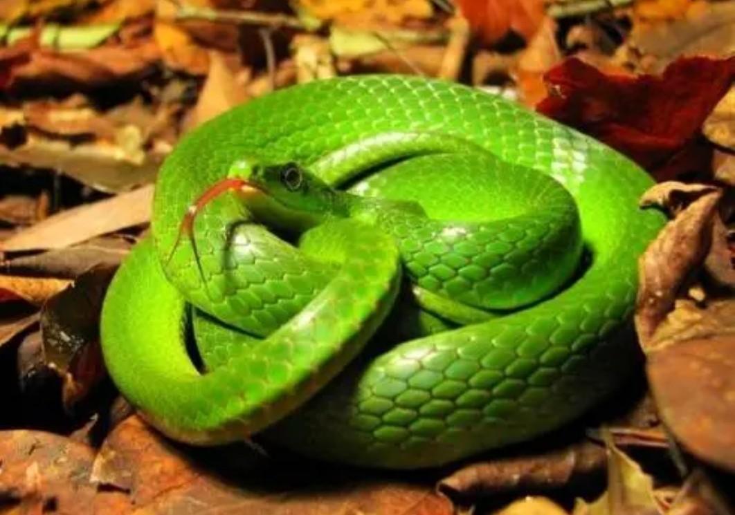 绿色的蛇叫什么蛇呀(绿色的蛇叫什么蛇图片)