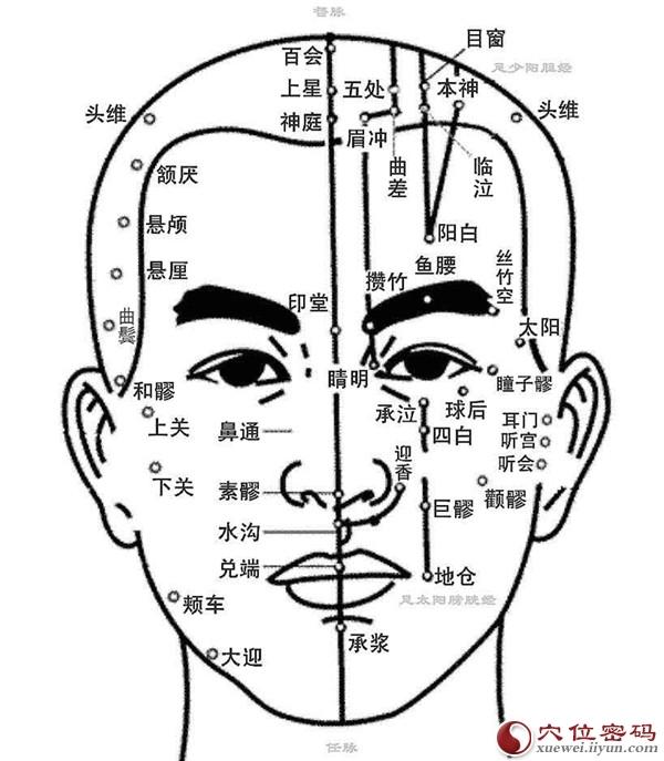 脸部位置名称图解大全(脸部器官图解大全)