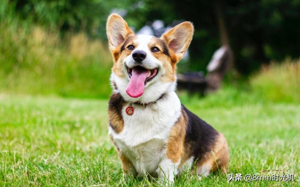 适合家养的中型犬推荐(最适合家庭养的狗)