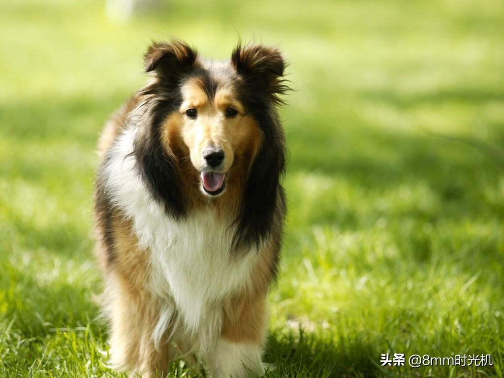 适合家养的中型犬推荐(最适合家庭养的狗)