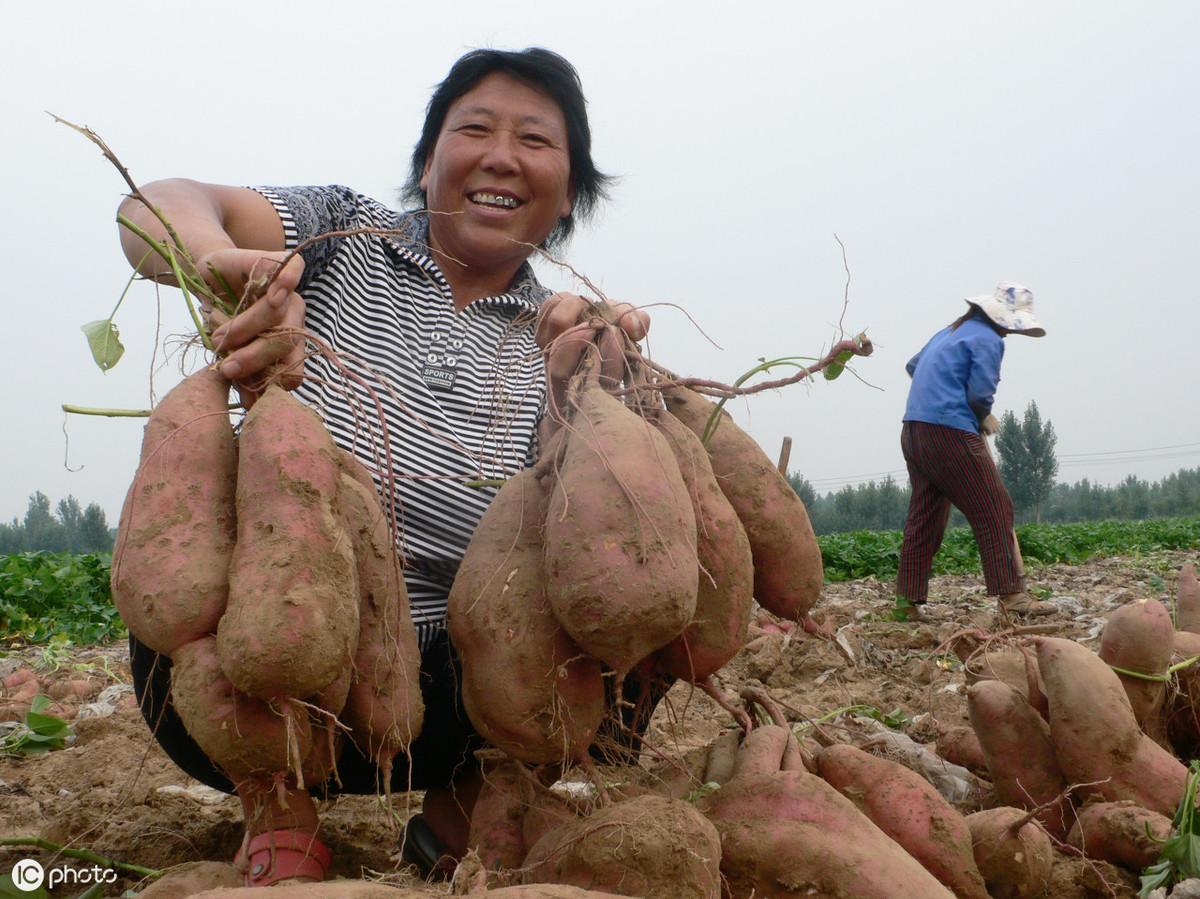 红薯什么时候成熟收获(红薯什么时候成熟采摘)