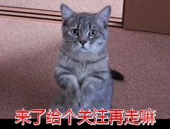 猫多少钱(养猫的成本及每月花费)