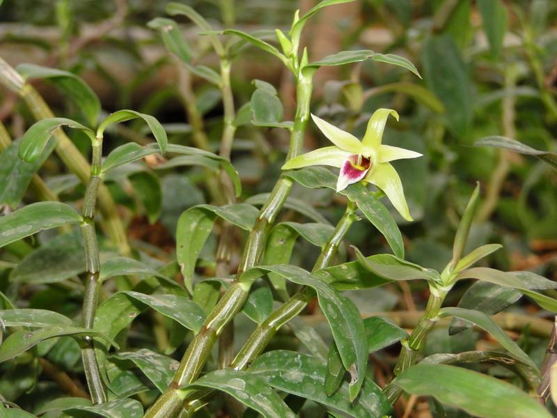 铁皮石斛种植方法图解(铁皮石斛的种植)